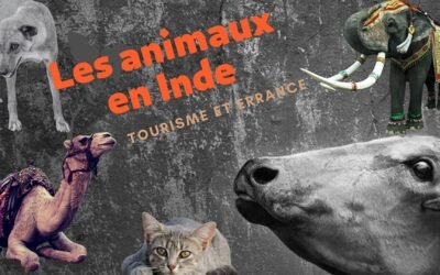 La vie des animaux en Inde : Tourisme et Errance / Voir des éléphants sans participer aux mauvais traitements en Inde