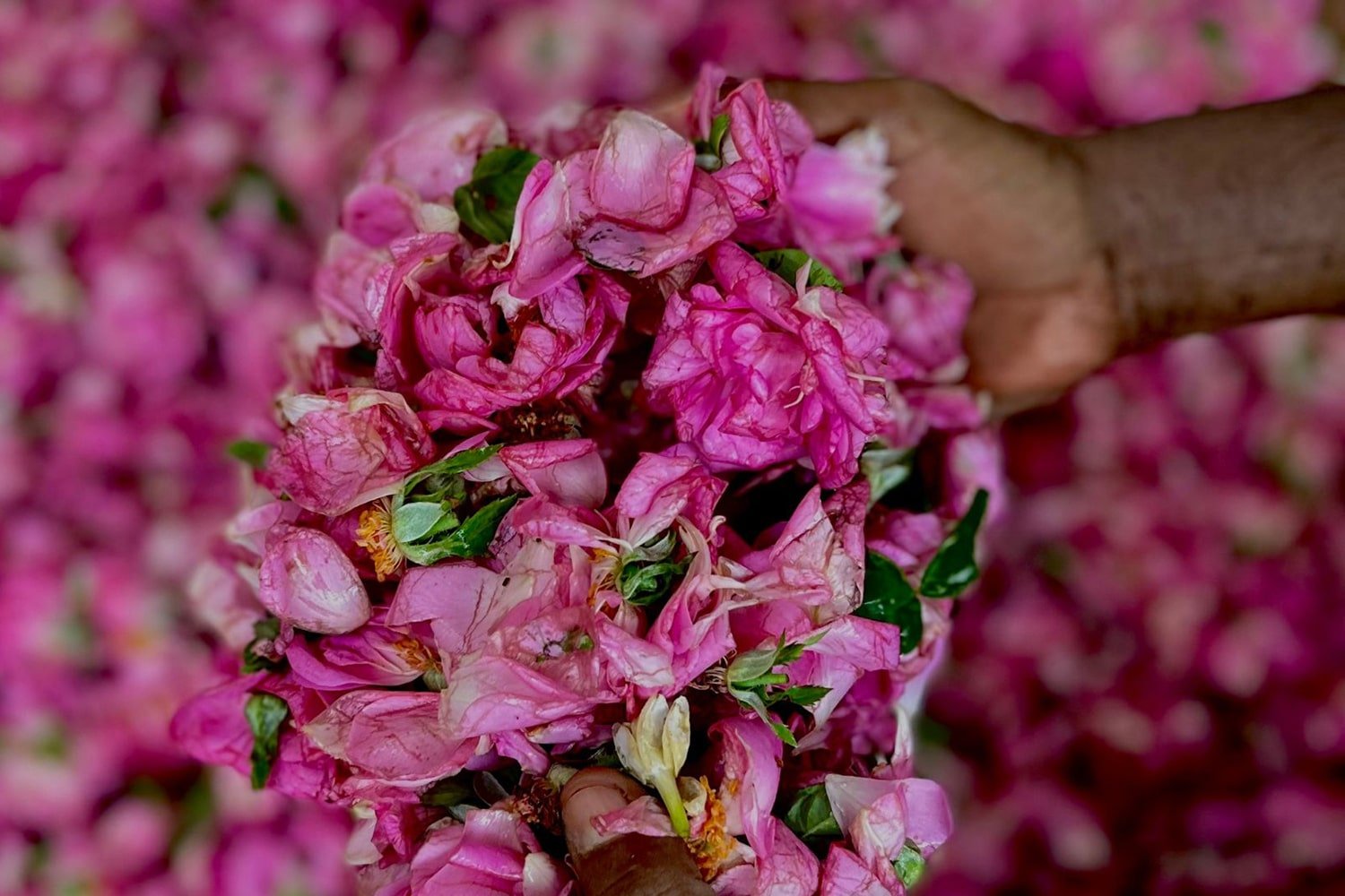 india-khan-circuits-a-themes-fleurs-parfums-et-epices-programme